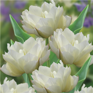 Tulip (Double) 'White Valley'. Loose Per 10 Bulbs.